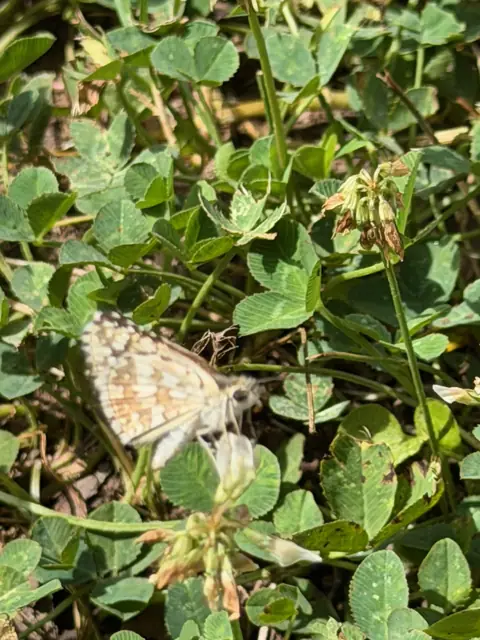 A painted lady on white clover