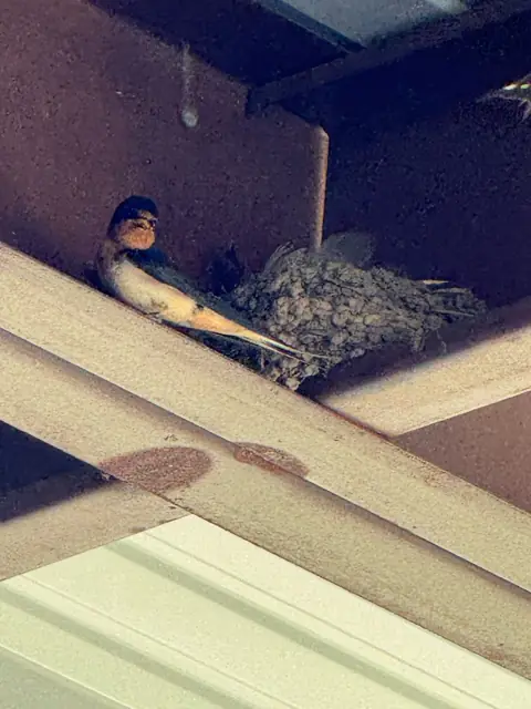 Barn swallows nesting under the porch roof