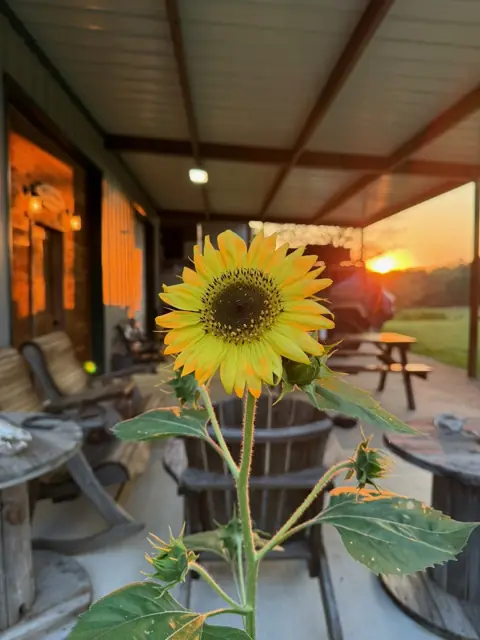 A sunflower on the porch at sunset