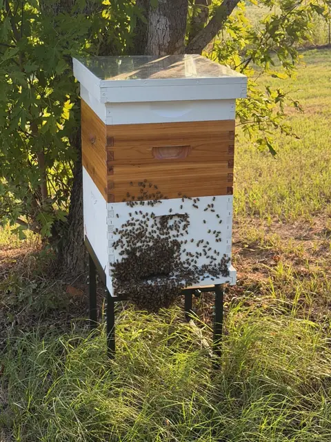 A hive in the shade of the oaks, foragers on the landing board