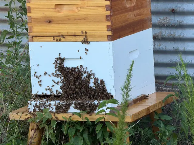 Cooling the hive, not swarming