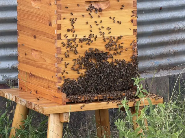 A cedar hive covered in bees