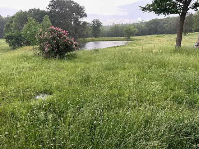 Crape myrtle by the smaller pond