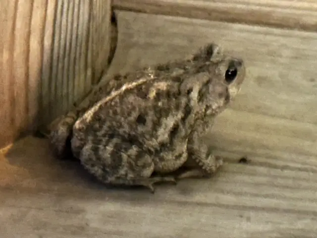 A toad in the corner of the porch
