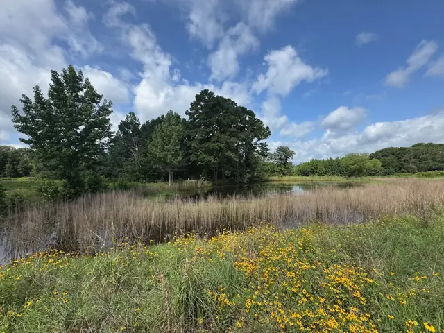 Black-eyed Susans by the smaller pond