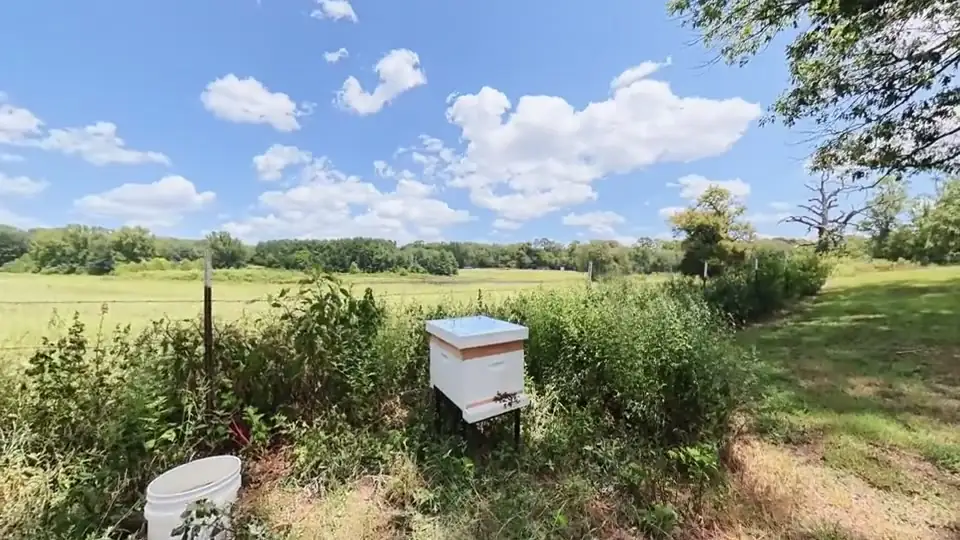 A hive among wildflowers and brush with cumulus clouds over the pasture